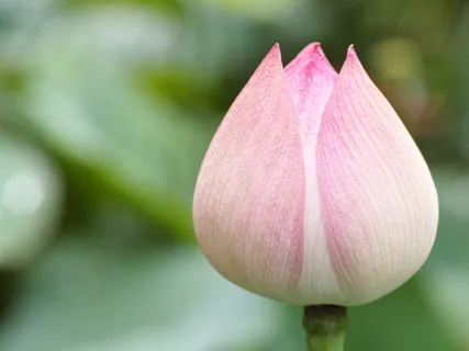 Deep Bliss Yoga Nidra