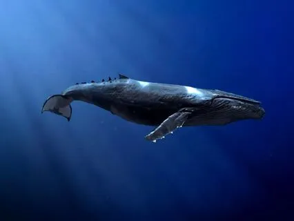 Deep Blue (Whale Song)