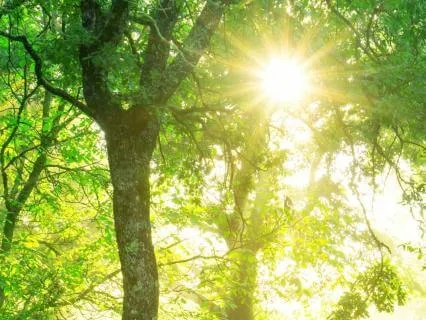 Deep Body Scan: Cellular Healing & Deep Relaxation