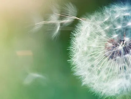 Deep Body Scan: Coming Back Home To The Body