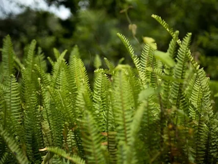 Deep Body Scan For Relaxation