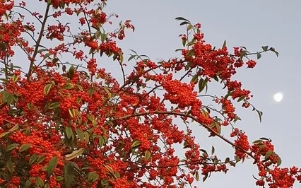 Deep Breathing (Abdominal Breathing)