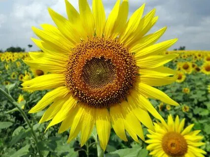 Deep Breaths: A Belly-Centered Meditation