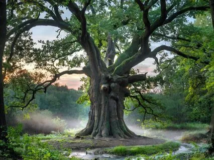 Deep Calm: 2 Hz Binaural Beats Orchestral Mix