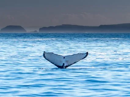 Deep Calm: Harp & Whale Meditation - Morning Music