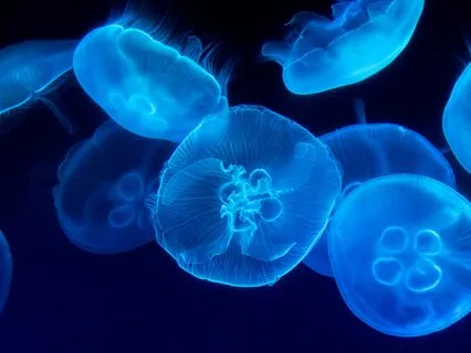 Deep Calm ~ Music For Restorative Sleep ~ 30Min