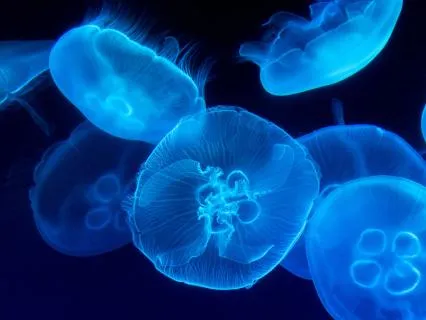 Deep Calm ~ Healing Music For Deep Sleep ~ 1Hr