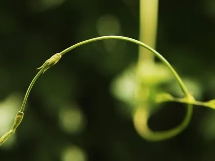 Deep Catalyst Alpha 10hz - Practice Level 1 With "Simply Zen" Rain & Bowls