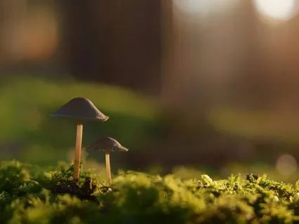 Deep Comfort To Ease Stress And Anxiety