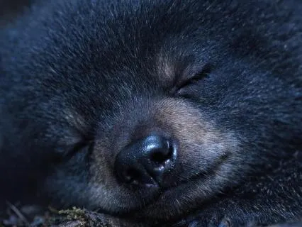 Deep Delta Dreamless Sleep | 1.5Hz Binaural Hibernation