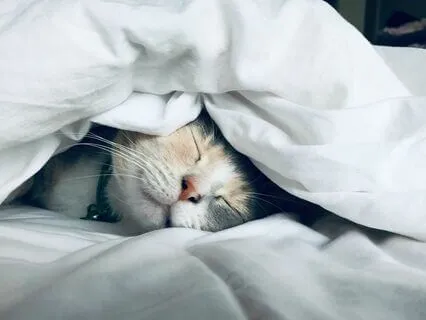 Deep Delta Wave Slumber