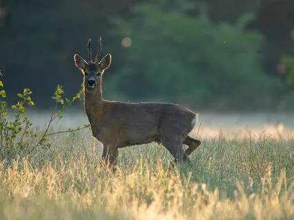 Deep Dive – Binaural Soundscape For Focus And Flow