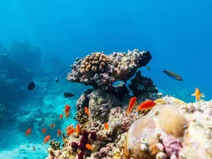 Deep Dive | Concentration Enhancer