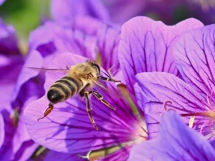 Deep Ecology Meditation