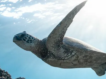 Deep Feelings Sound Bath