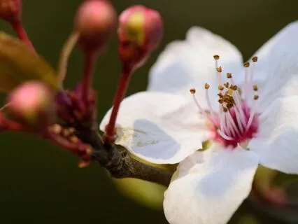 Deep Flute Meditation