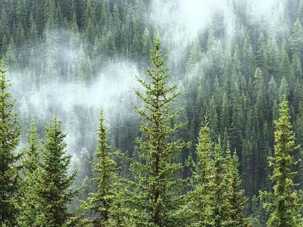 Deep Forest Ambiance