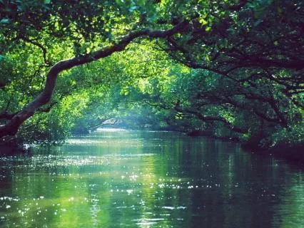 Deep Forest Connection