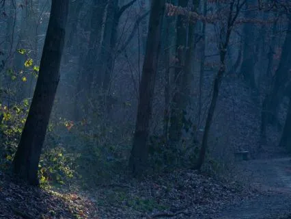 Deep Forest Night — Slow Ambient Soundscape (8 Hours)