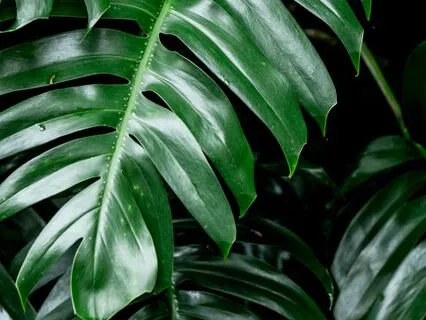 Deep Forest Sanctuary: Nature Immersion For Calm & Grounding