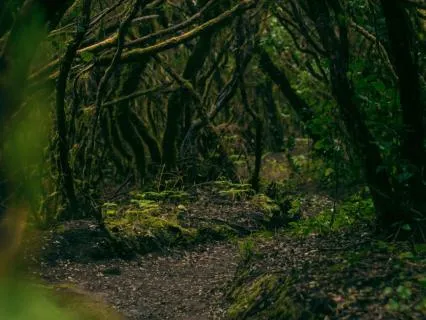 Deep Forest Stillness