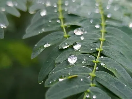 Green Noise And Rain Soundscape