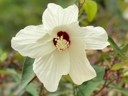 Deep Grounding Breath