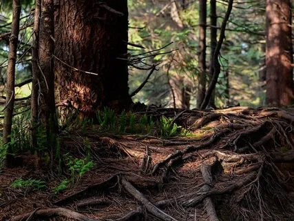 Deep Grounding Meditation