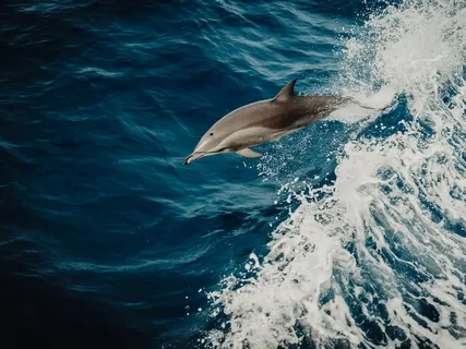 Deep Healing Energy | 528Hz Ancient Frequency | Sound Healing Session | Zen Meditation