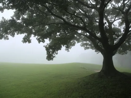 Deep Healing Sounds Into Deep Sleep And Relaxing Meditation