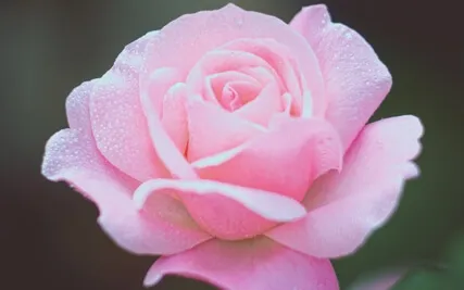 Deep Healing With The Mother