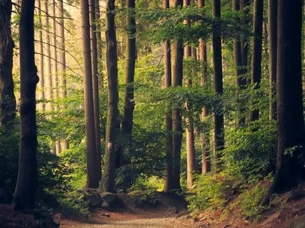 Deep In The Forest Meditation