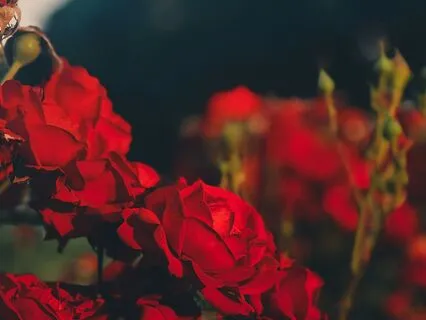 Deep In The Rose Garden: Heart Chakra Rejuvenation