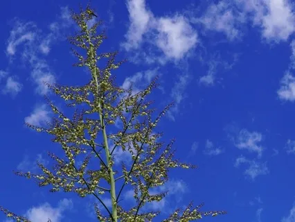 Deep Let Go: Guided Breathing With The Handpan