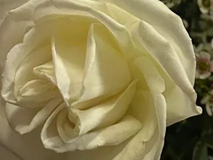 Deep Manifestation Meditation |  Attract What You Desire