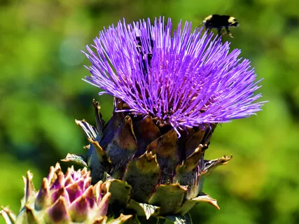 Deep Meaningful Connections