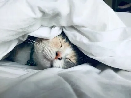 Deep Meditation Music - Healing And Relaxing Mind And Body