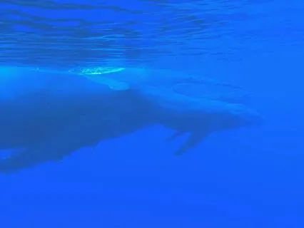 Deep Sleep • Whale Ocean Sounds For Deep Rest