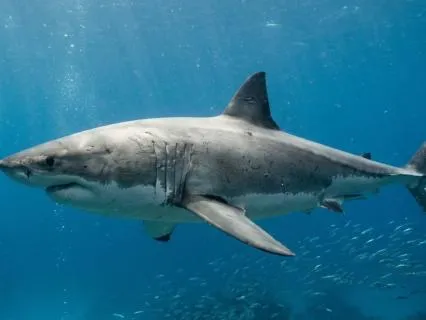 Deep Ocean With Sharks: Relaxing Underwater Music