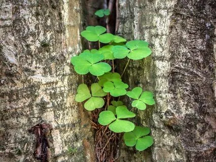 Deep Peace - A Celtic Mantra