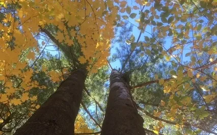 Deep Peace Of The Quiet Earth To You...