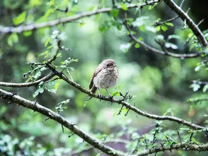 Deep Tone Relaxation 