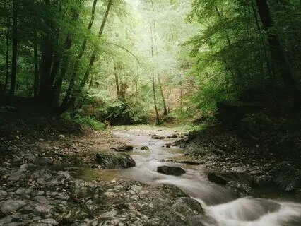 Gong Bath For Deep Relaxation -Gong And Quiet Forest Sounds