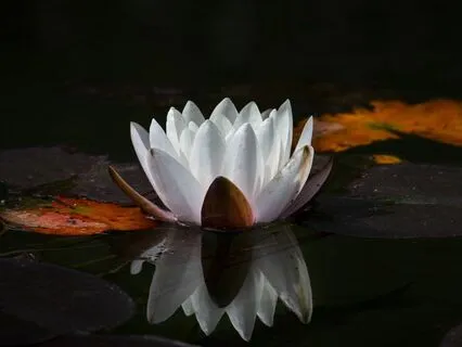 Deep Relaxation Body Scan: Ground & Let Go