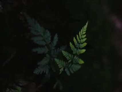 Deep Relaxation For Fasting