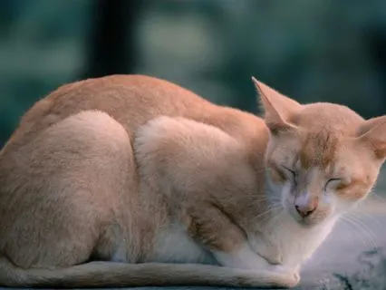 Deep Relaxation For Pets & Their People