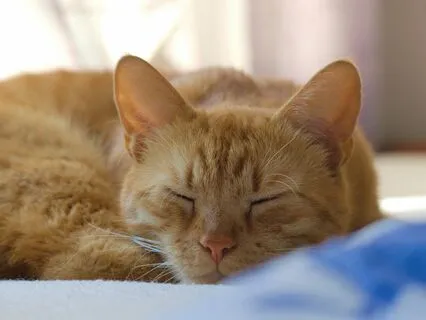 Deep Relaxation In Savasana | Beautiful Spring Bird Song