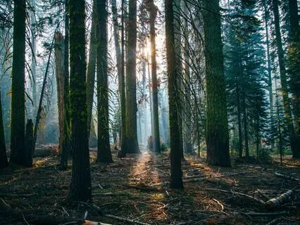 Deep Relaxation Journey