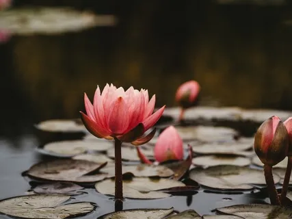 Deep Relaxation (Meditation In Mandarin) 休息术