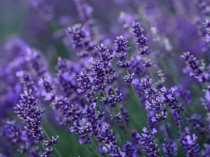 Deep Relaxation - Sound Healing - Healing Frequency